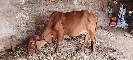 ગીર ગાય વેચવાની છે