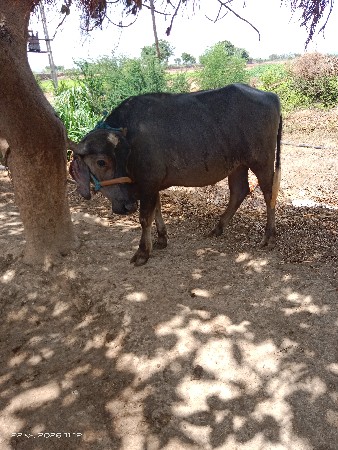 પાડી વેચવાની છે