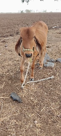 1.5 વર્ષની છે