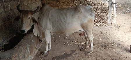 બીજુ વેતર છે ગાય