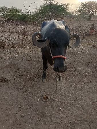 ભેંસ 15દીવસની વાયેલી