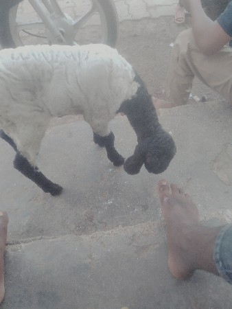 આ. ઘેટિ વેચવા નિ. છે