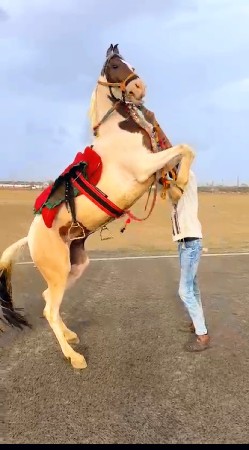 બધી રીતે પૂરી જવાબદારી