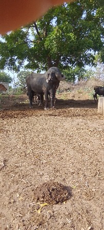 આ પાડો વેચવાનો છે