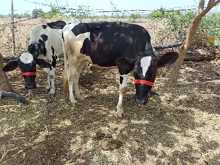 hf વાસડીઓ વેસવાની સે