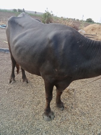 ભેંસ વેચવાની છે