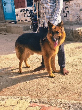 german shepherd dog mel