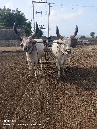બળદ