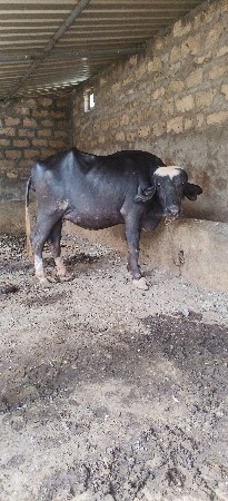 પેલું વેતર છે