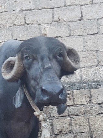 સાટા કરવાના છે‌ સારી ખડેલી હારે