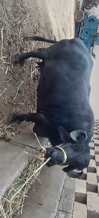 ભેંસ વેચવાની સે