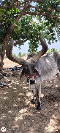 બડદ વેચવાનો છે