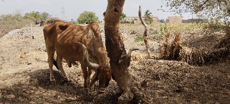 બળદ વેચવાના છે