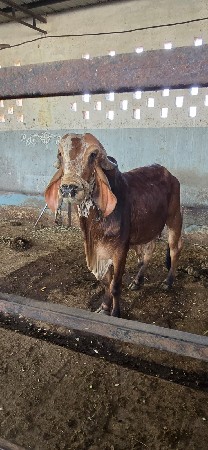 નંદી વેચવાનો છે