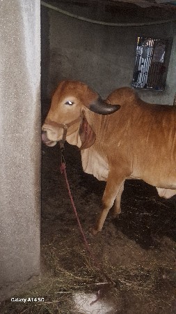 વેચવાની