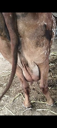 વેચવાની  8320583157