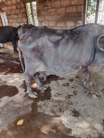 ભેંસ વેચવાની હે
