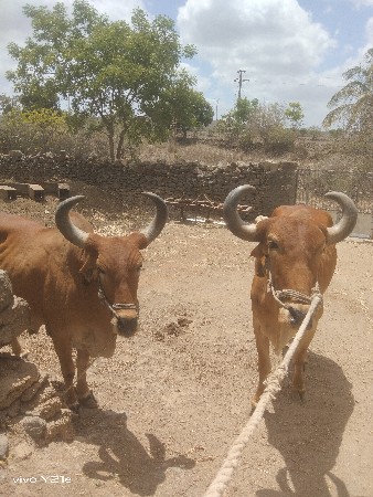 બળદ વેચવાના છે