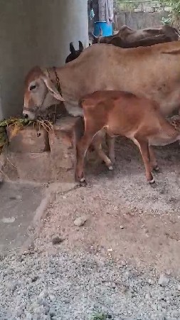 જર્સી ગાય વેચવાની છે