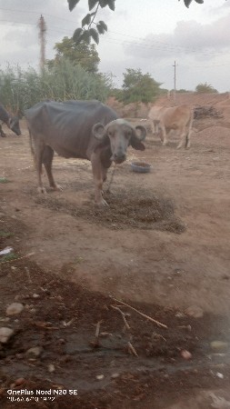 ભૂરી સે પેલું વેતર સે