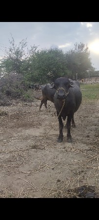 બે ભેસ વેચવાની છે