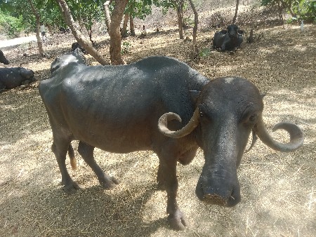 bhesh vechvani