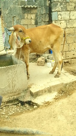 ગાય વેચવાની છે