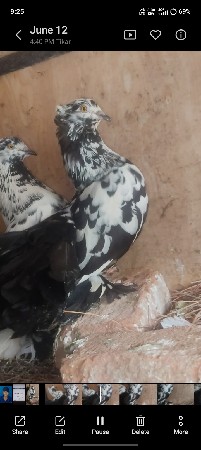 કબુતર વેચવાના છે