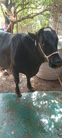 આ ગાય વેસવા ની શે