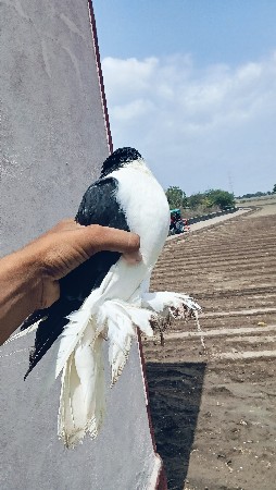આ કબુતર વેચવાનો છે