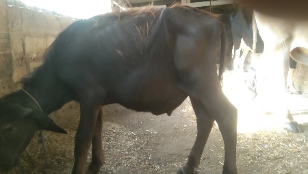 પાડો