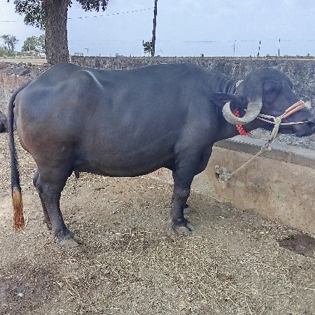 વેચવાનિ શૅ