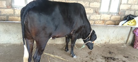 જર્શી. વાછડી છે