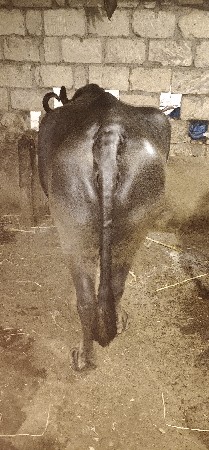 ૩  મીના ધાભણીસે