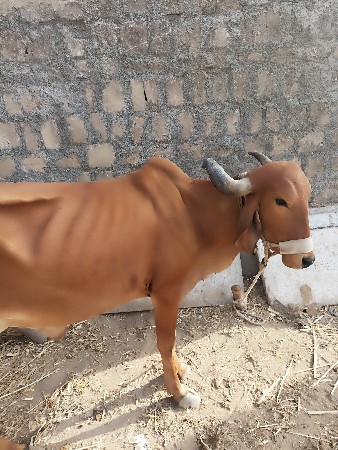 મફત દેવાની છે