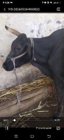 ગીર  કાલી કોર્ષ જરસી
