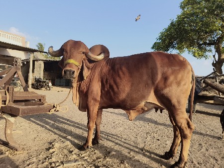 ઓડકી વેચવા ની સે પેલવેતરી ...