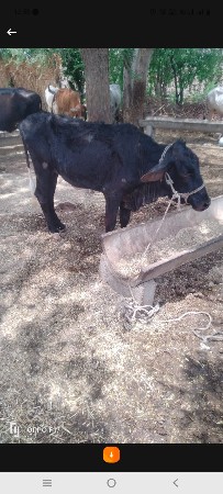 દેસી ગાયની વાસડી