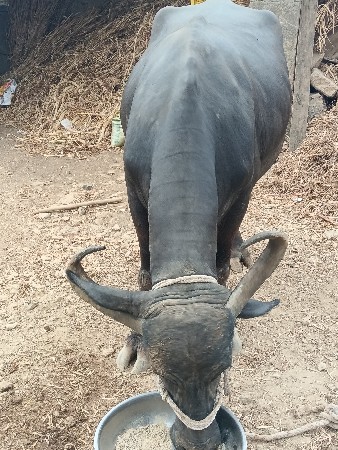 ભેંસ વેચવાની છે