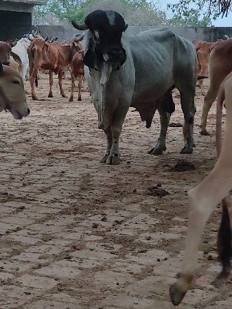 lildo khunt aapvano se