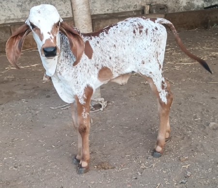ગાય વેચવાની છે