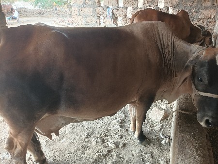 ગાય વેસવાની છે