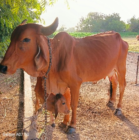 ગાય વેચવાની