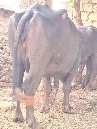ભેંશ વેચવાની છે