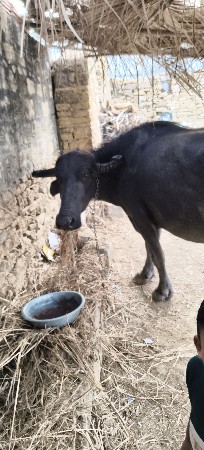 દેવભૂમિ દ્વારકા જિલ્લો તાલુકો કલ્ય