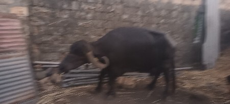 .ભેંસ વેચવાની છે 5 લીટર દૂધ
