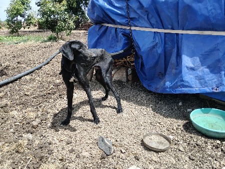 ગ્રેડેન વેસવાનોસે
