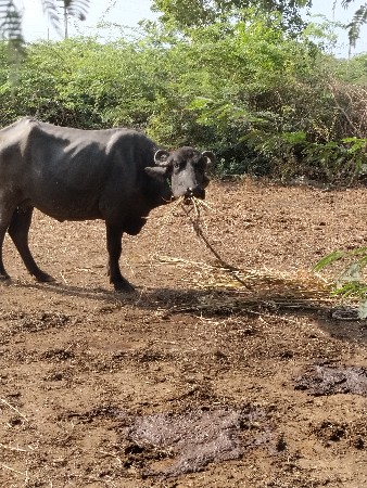 8મહીના ની ગાભણ છે