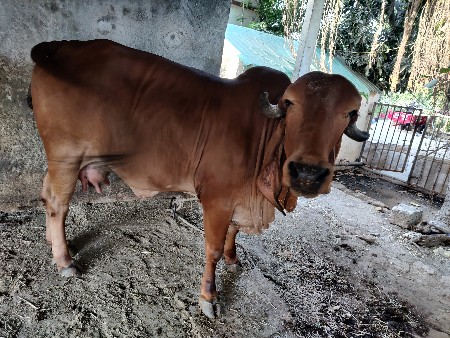 ગીર ગાય વેચવાની છે
