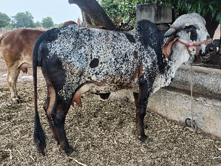 ગાય વહેંચવાનીછે